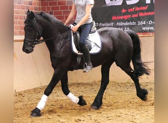 Konie fryzyjskie, Wałach, 7 lat, 158 cm, Kara