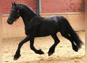 Konie fryzyjskie, Wałach, 7 lat, 158 cm, Kara