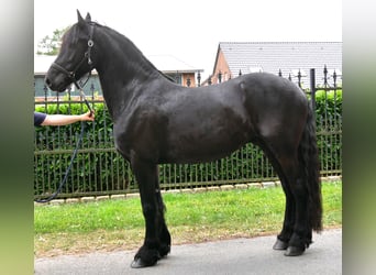 Konie fryzyjskie, Wałach, 7 lat, 158 cm, Kara