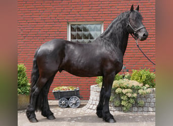 Konie fryzyjskie, Wałach, 7 lat, 158 cm, Kara