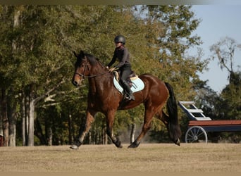 Konie fryzyjskie Mix, Wałach, 7 lat, 163 cm, Gniada