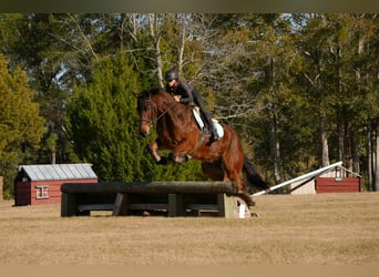 Konie fryzyjskie Mix, Wałach, 7 lat, 163 cm, Gniada