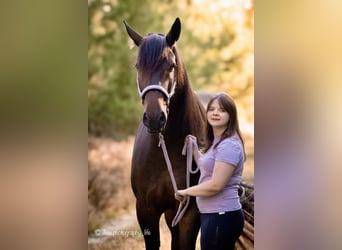 Konie fryzyjskie Mix, Wałach, 7 lat, 170 cm, Ciemnogniada