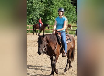 Konie fryzyjskie, Wałach, 8 lat, 142 cm, Kara