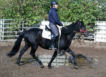 Konie fryzyjskie Mix, Wałach, 8 lat, 150 cm, Kara