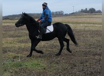 Konie fryzyjskie Mix, Wałach, 8 lat, 152 cm, Kara