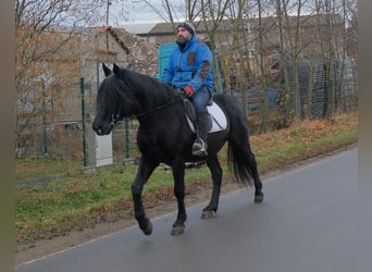 Konie fryzyjskie Mix, Wałach, 8 lat, 152 cm, Kara