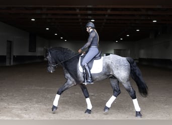 Konie fryzyjskie Mix, Wałach, 8 lat, 152 cm, Karodereszowata