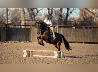 Konie fryzyjskie Mix, Wałach, 8 lat, 152 cm