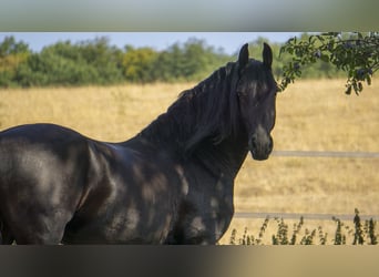 Konie fryzyjskie, Wałach, 8 lat, 160 cm, Kara