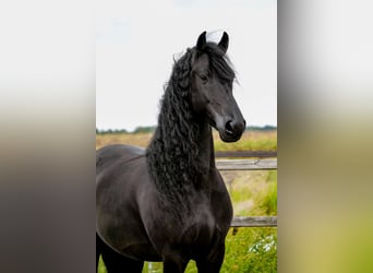 Konie fryzyjskie, Wałach, 8 lat, 163 cm, Kara