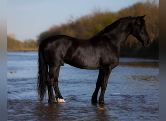 Konie fryzyjskie Mix, Wałach, 8 lat, 170 cm, Kara