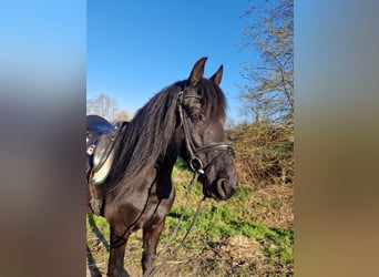 Konie fryzyjskie Mix, Wałach, 9 lat, 155 cm, Kara