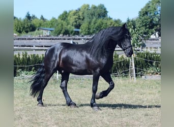 Konie fryzyjskie, Wałach, 9 lat, 163 cm, Kara