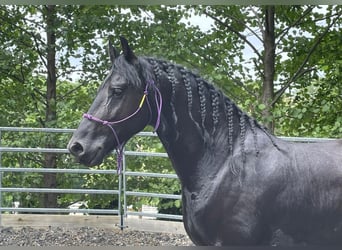 Konie fryzyjskie, Wałach, 9 lat, 170 cm, Kara