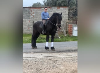 Konie fryzyjskie, Wałach, 9 lat, 172 cm, Kara