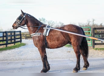 Konie fryzyjskie, Wałach, 10 lat, 152 cm, Gniada