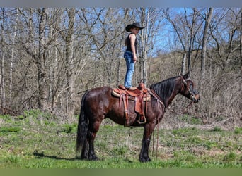 Konie fryzyjskie, Wałach, 10 lat, 152 cm, Gniada