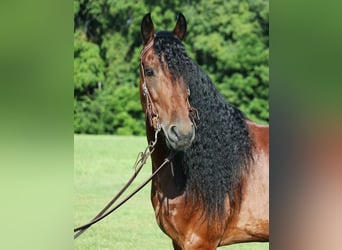 Konie fryzyjskie, Wałach, 10 lat, 157 cm, Gniada