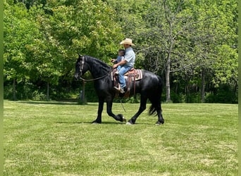 Konie fryzyjskie, Wałach, 10 lat, 160 cm, Kara