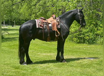 Konie fryzyjskie, Wałach, 10 lat, 160 cm, Kara