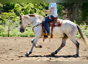 Konie fryzyjskie Mix, Wałach, 10 lat, 160 cm, Siwa