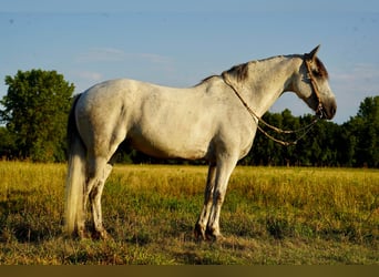 Konie fryzyjskie Mix, Wałach, 10 lat, 160 cm, Siwa