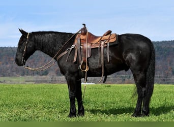Konie fryzyjskie, Wałach, 10 lat, 163 cm, Kara