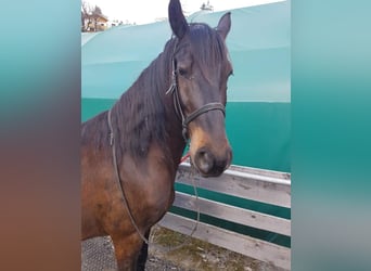 Konie fryzyjskie Mix, Wałach, 10 lat, 164 cm, Ciemnogniada