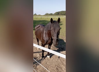 Konie fryzyjskie Mix, Wałach, 10 lat, 165 cm, Kara