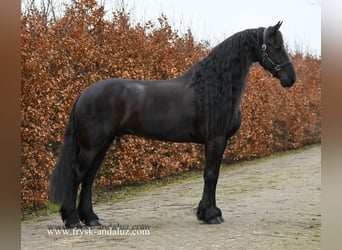 Konie fryzyjskie, Wałach, 10 lat, 167 cm, Kara