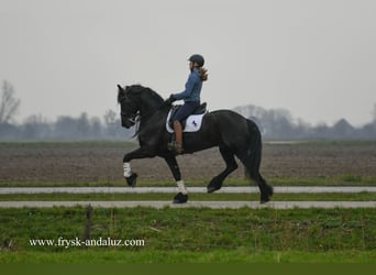 Konie fryzyjskie, Wałach, 10 lat, 167 cm, Kara