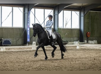 Konie fryzyjskie, Wałach, 10 lat, 172 cm, Kara