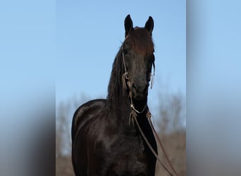 Konie fryzyjskie, Wałach, 10 lat, Kara
