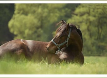 Konie fryzyjskie Mix, Wałach, 11 lat, 160 cm, Ciemnogniada