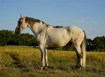 Konie fryzyjskie Mix, Wałach, 11 lat, 160 cm, Siwa