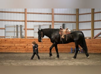 Konie fryzyjskie, Wałach, 11 lat, 163 cm, Kara