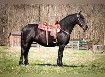 Konie fryzyjskie, Wałach, 11 lat, Kara