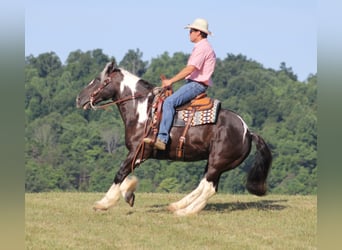 Konie fryzyjskie, Wałach, 12 lat, 152 cm, Tobiano wszelkich maści
