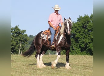 Konie fryzyjskie, Wałach, 12 lat, 152 cm, Tobiano wszelkich maści