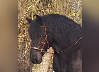 Konie fryzyjskie, Wałach, 12 lat, 160 cm, Kara
