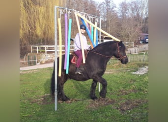 Konie fryzyjskie, Wałach, 12 lat, 160 cm, Kara