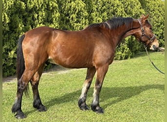 Konie fryzyjskie, Wałach, 12 lat, Ciemnogniada