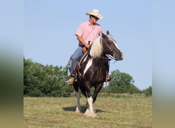 Konie fryzyjskie, Wałach, 13 lat, 152 cm, Tobiano wszelkich maści