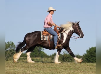 Konie fryzyjskie, Wałach, 13 lat, 152 cm, Tobiano wszelkich maści