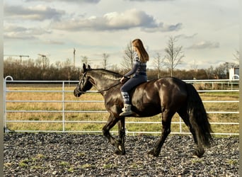 Konie fryzyjskie, Wałach, 17 lat, 168 cm, Kara