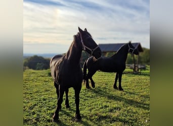 Konie fryzyjskie, Wałach, 17 lat, 170 cm, Kara