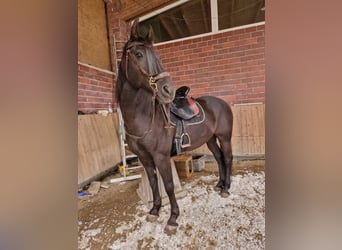 Konie fryzyjskie Mix, Wałach, 18 lat, 164 cm, Skarogniada