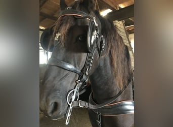 Konie fryzyjskie, Wałach, 18 lat, 170 cm, Skarogniada