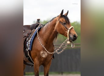 Konie fryzyjskie Mix, Wałach, 2 lat, 135 cm, Jelenia